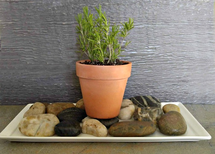 Rosemary plant growing on a tray lines with stones for humiditiy
