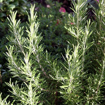 Leaves of a Fresh Rosemary Plant - Identify herbs by leaf.