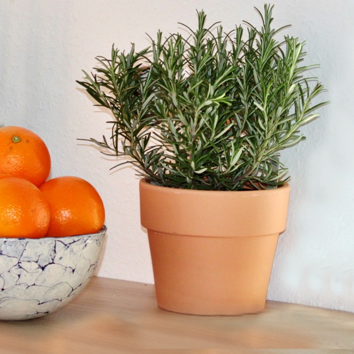 Fresh rosemary plant