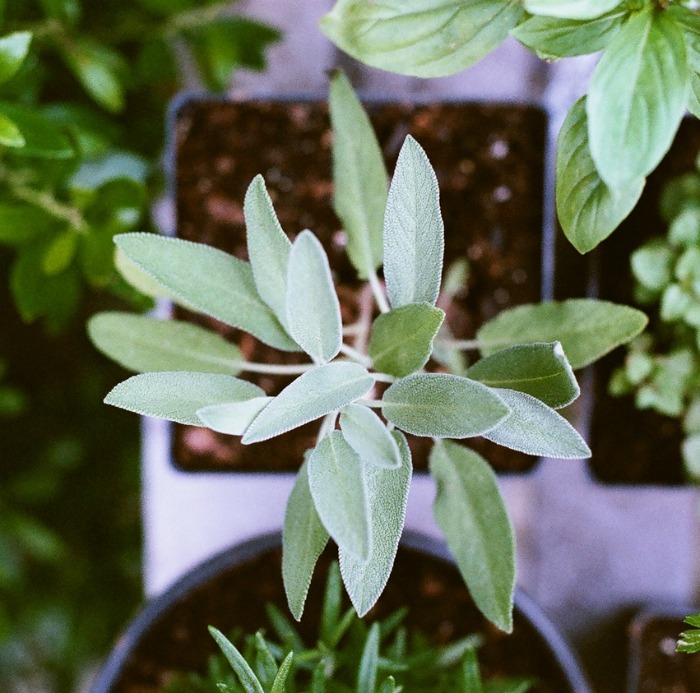 Fresh sage plant