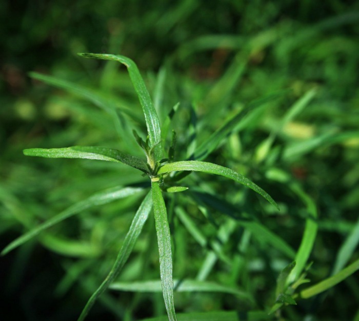 Fresh tarragon plant