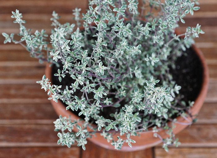 Fresh thyme plant