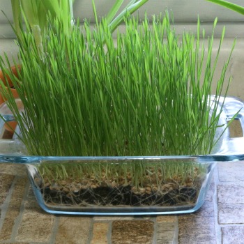 Wheatgrass growing in soil in a baking dish.