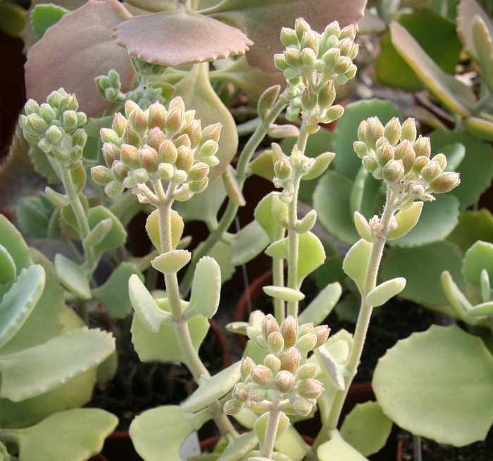 Kalanchoe millioti flowers