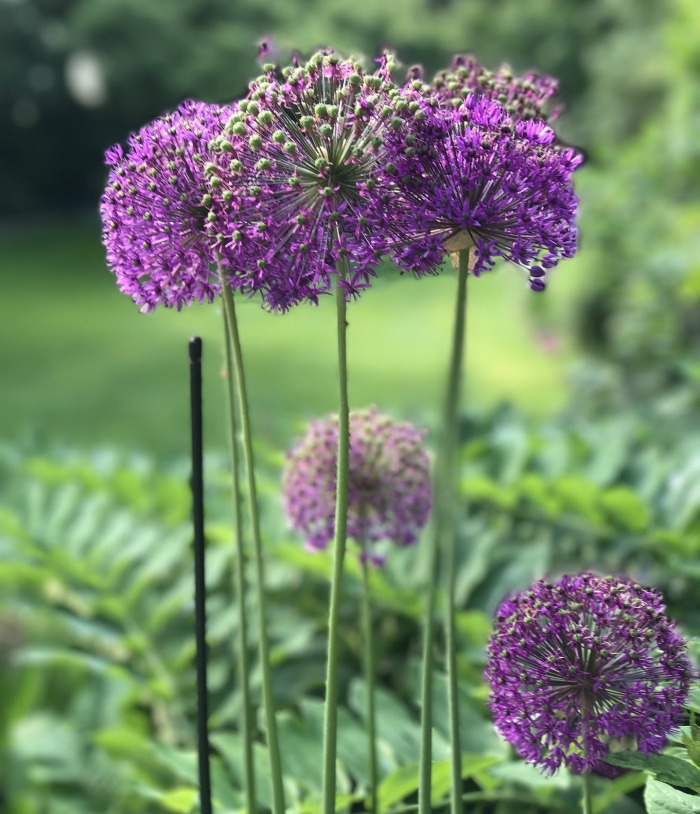Allium flowers