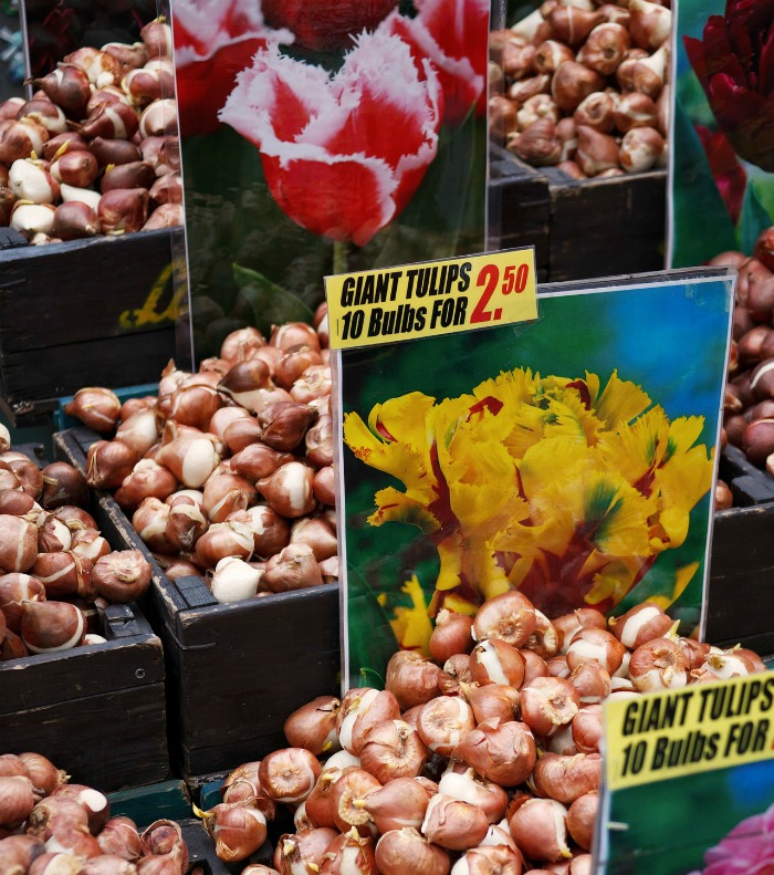 Flower bulbs for sale