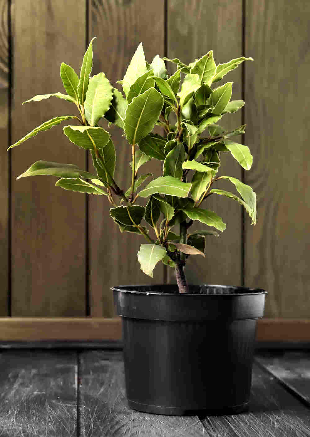 Bay laurel grown in a pot.