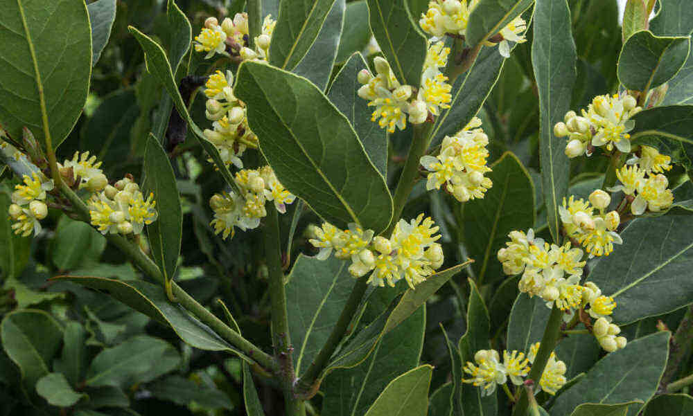 Flowers of bay laurel