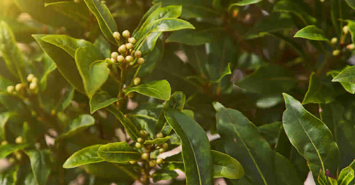 Bay leaf plant with berries.
