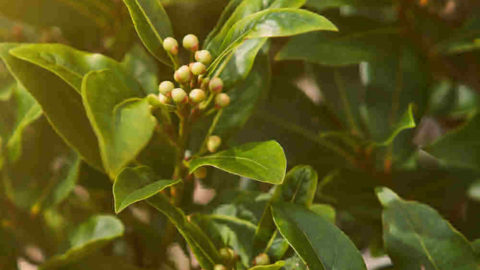 Bay Leaf Plants – How to Grow and Care for Bay Laurel