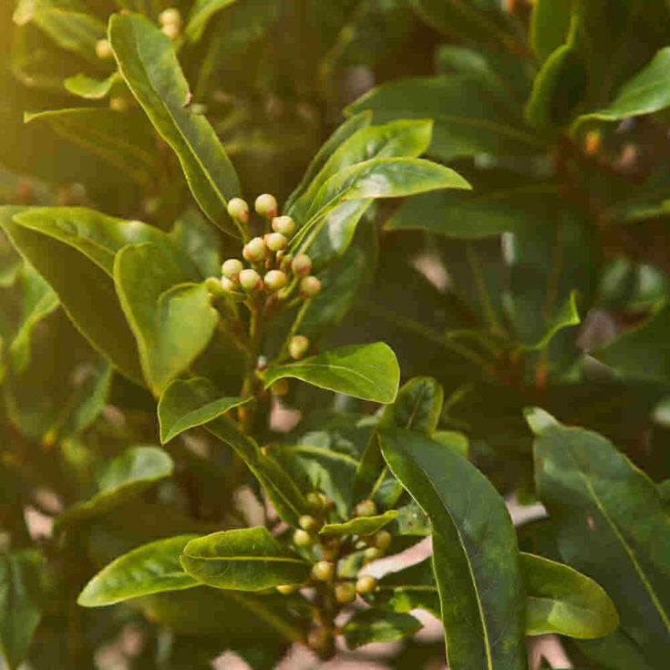 Bay leaf plant with berries.