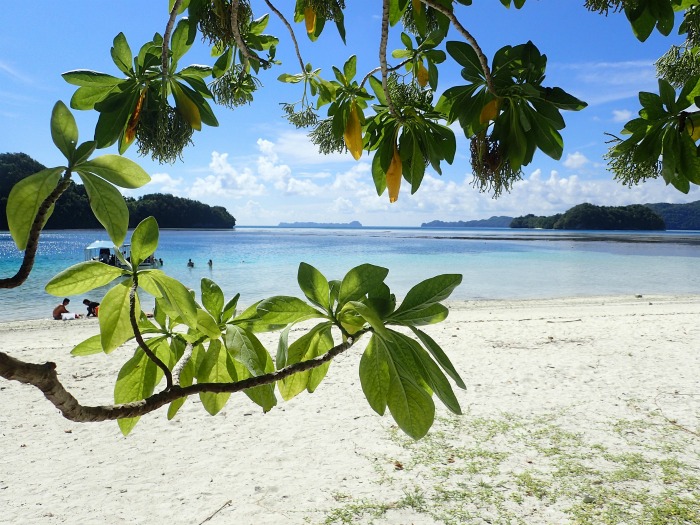 bay laurel branch and a beach scene. 