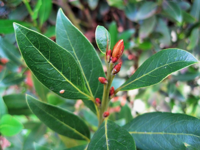 Bay laurel buds