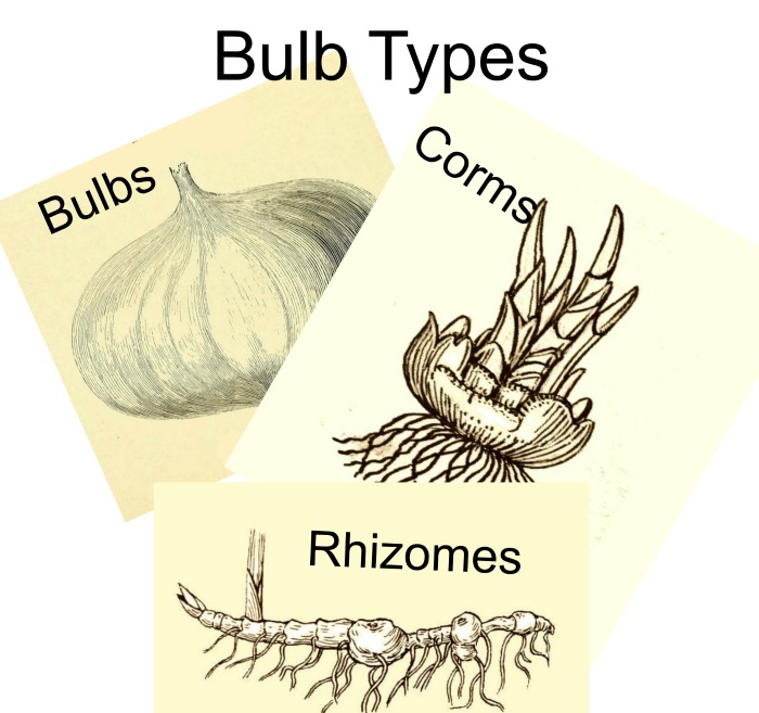 Know your bulb types