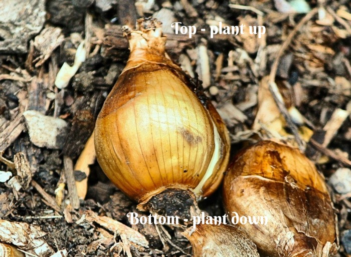 Plant the pointed end up and the flat end down in the garden