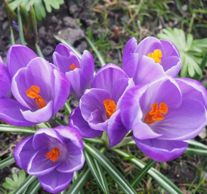 Purple and orange crocuses