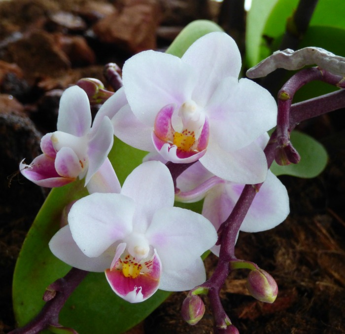 pink and white cyclamen flower