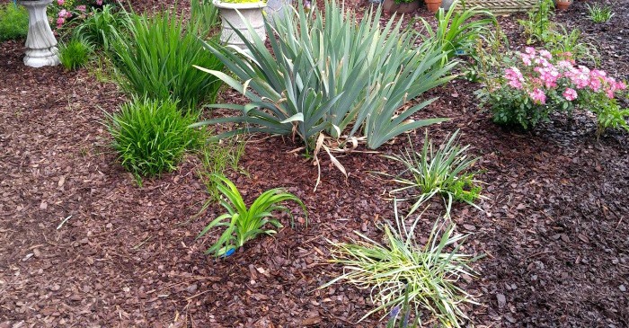 Let bulb foliage stay on plant until it is yellow to help next year's bulbs