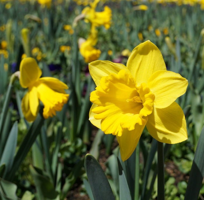 Sunny yellow daffodils