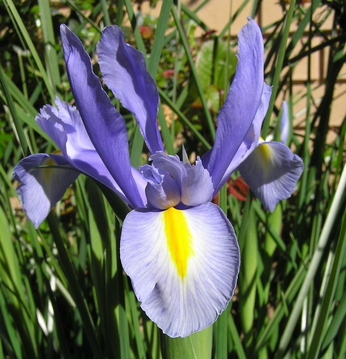 Purple and yellow Dutch iris