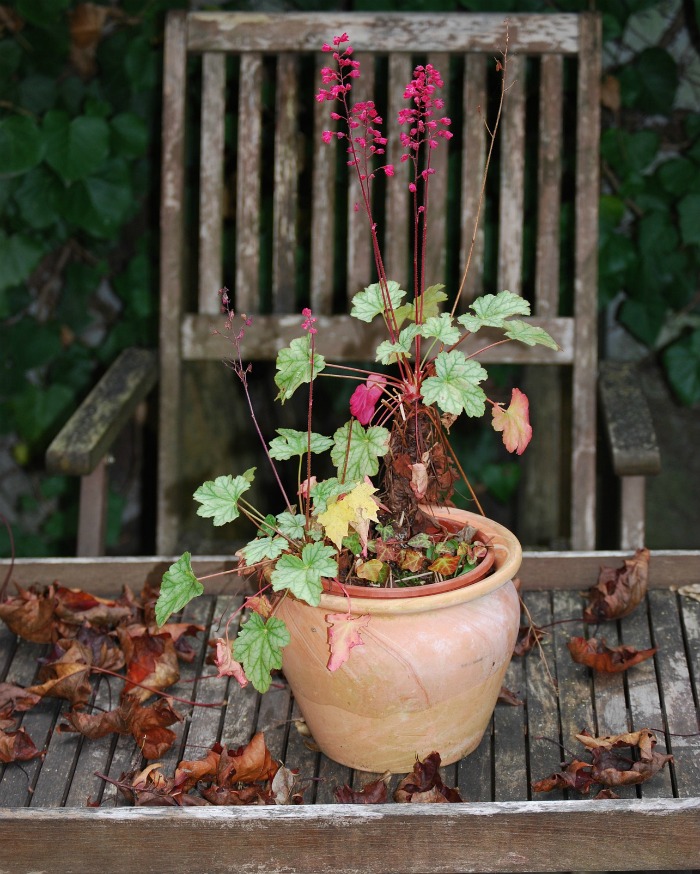 Plant spring blooming bulbs in the fall to give them a cold period needed.