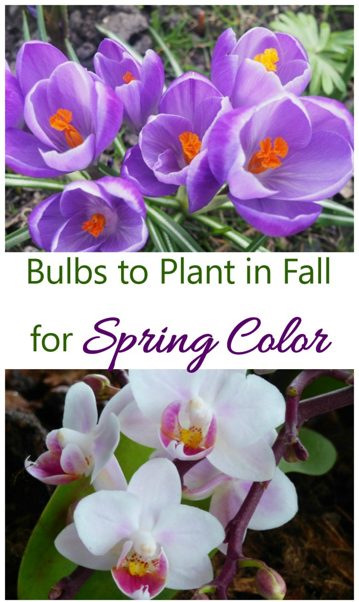 Plant bulbs in the fall to give a strong pop of color for early and late spring gardens.