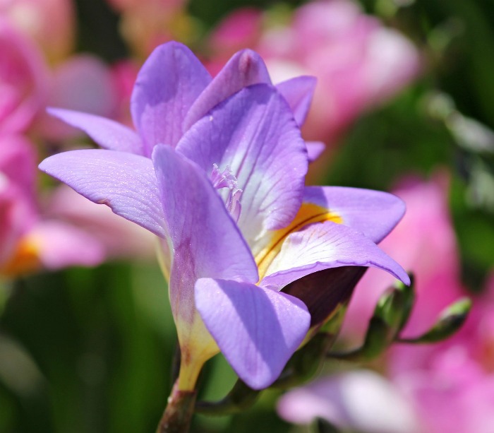 Purple freesia flower