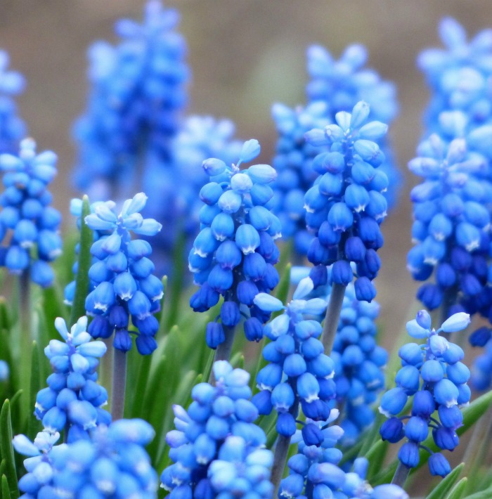 Grape hyacinth flowers
