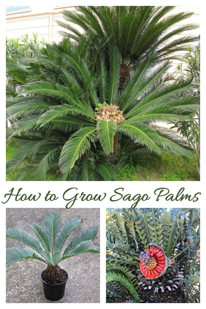 Growing sago palms Sago palms are cycads which can grow outdoors in warm climates and indoors as houseplants in colder zones.