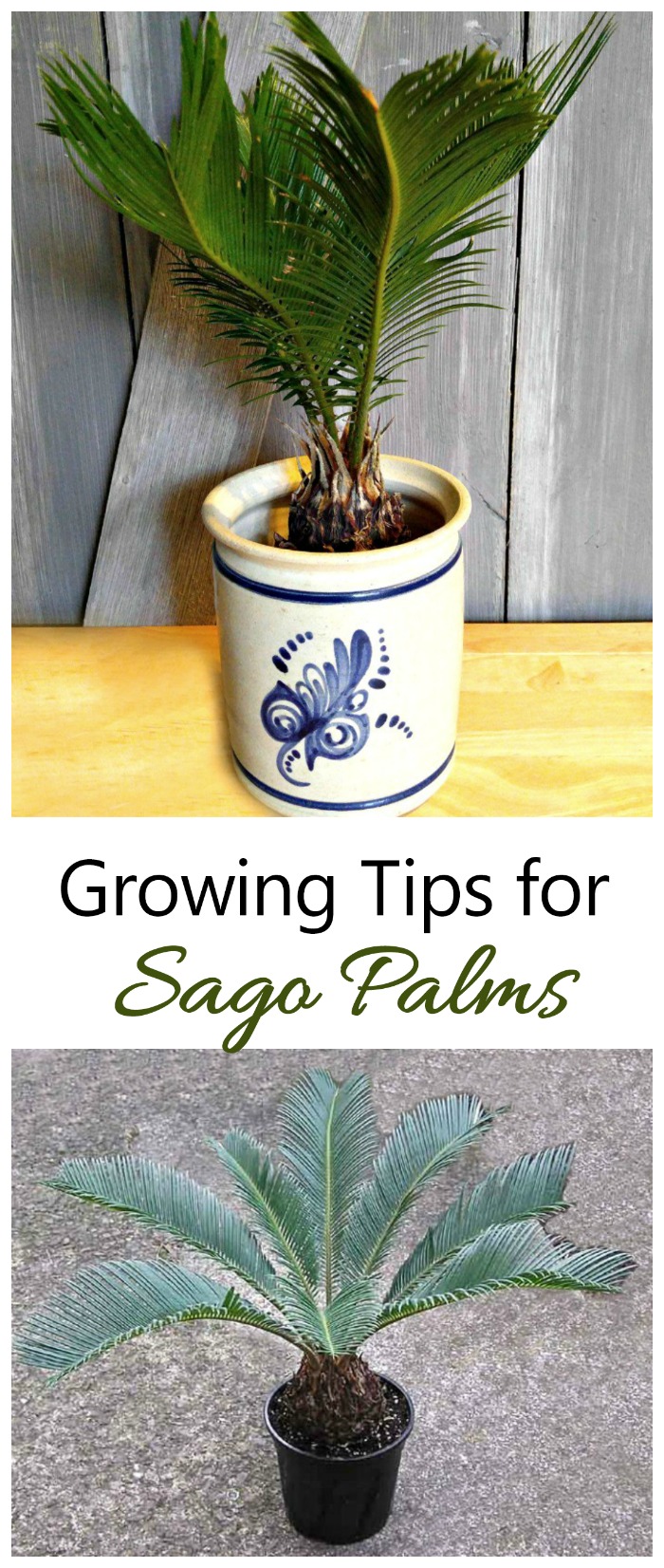 Sago palm care Growing sago palms is great for beginning indoor plant gardeners. #sagopalms
