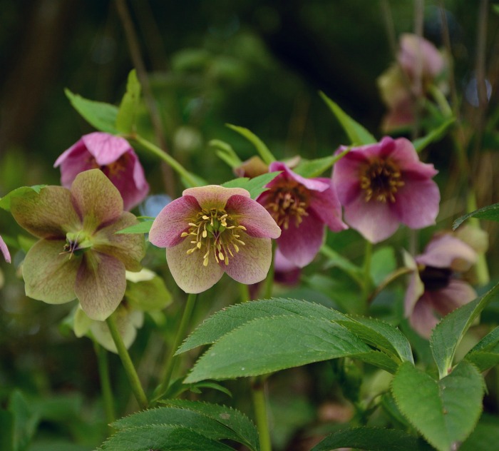 Hellebores flowers