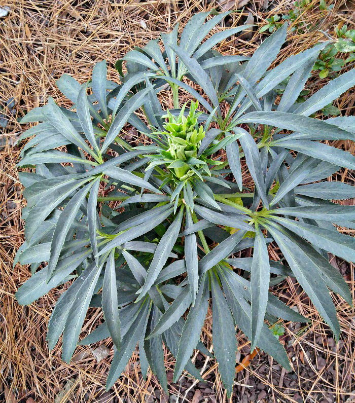 New hellebore flower growth