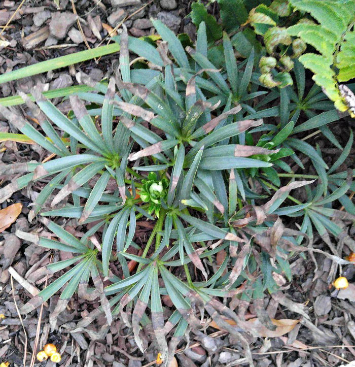 hellebore dead leaves