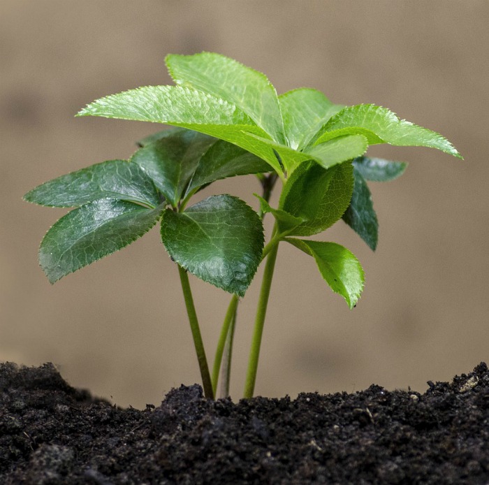 Hellebore seedling