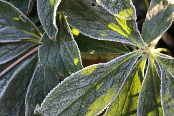 decaying leaves of hellebore plant