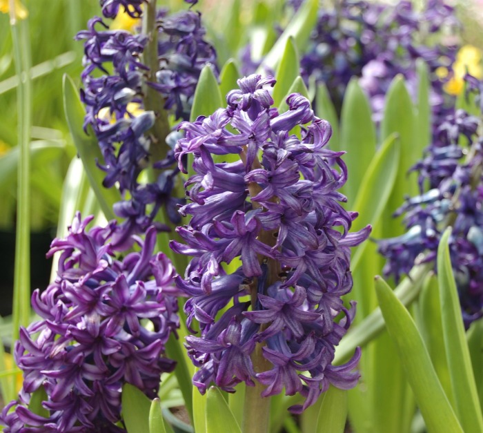 Purple hyacinths in bloom.