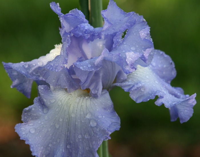Irises in the rain.