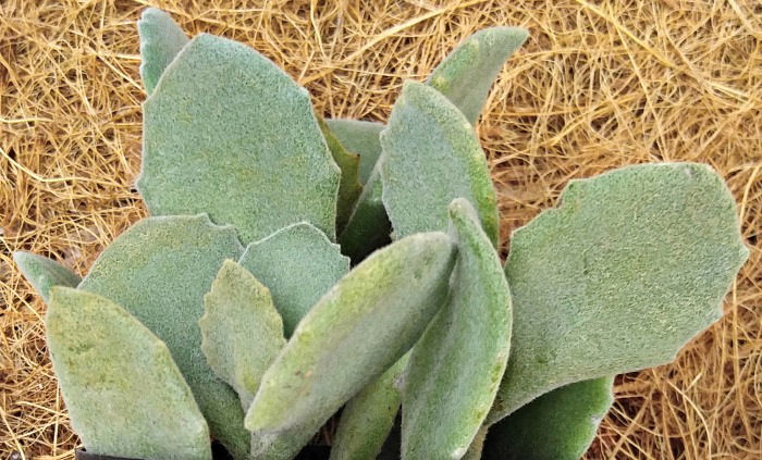 Kalanchoe millioti leaves