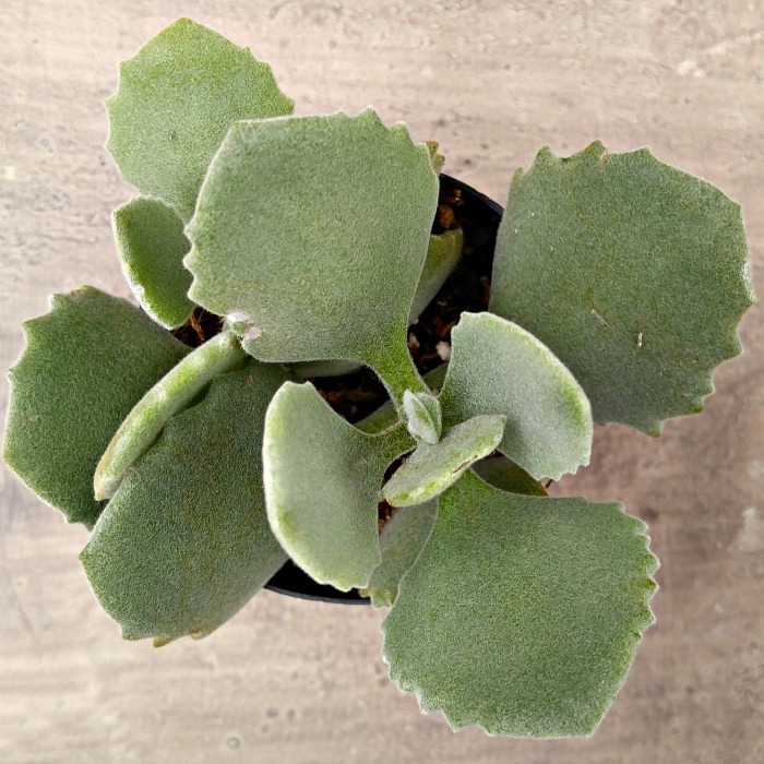 Kalanchoe Millotii- Ornamental Succulent from Madagascar