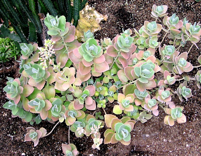 Kalanchoe millioti is a tender succulent