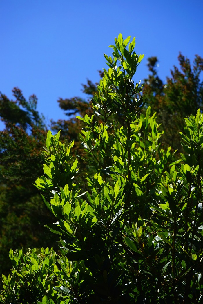 Bay laurel tree in the sunlight.