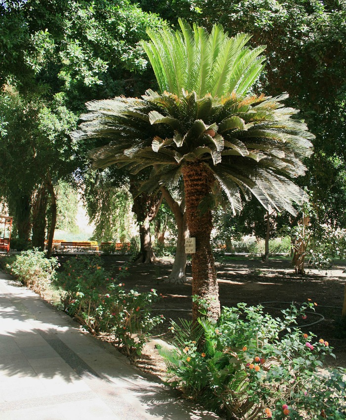 mature palm tree Mature palm tree