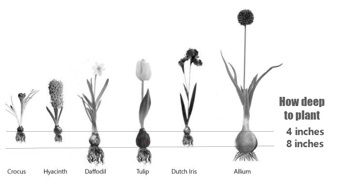 General guide to planting depth of bulbs