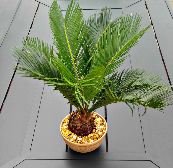 Pottted sago palm Sago palm tree