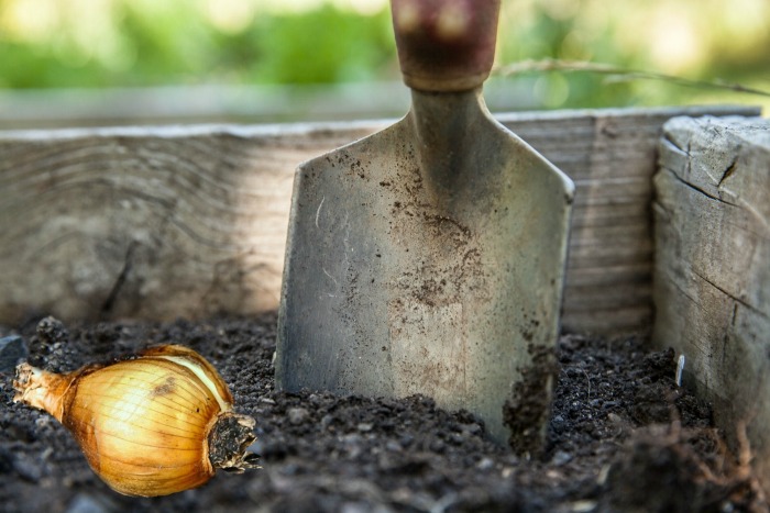 Preparing the soil for bulb planting