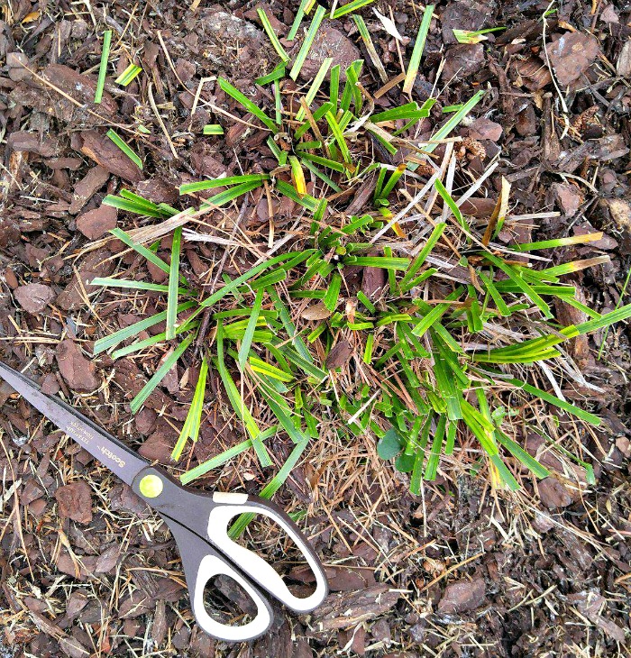 pruning the Liriope Muscari Variegata is easy with a pair of sharp scissors or garden shears