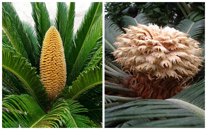 sago male and female flowers Sago make and female flowers