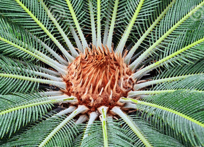 sago palm center Center of a sago palm