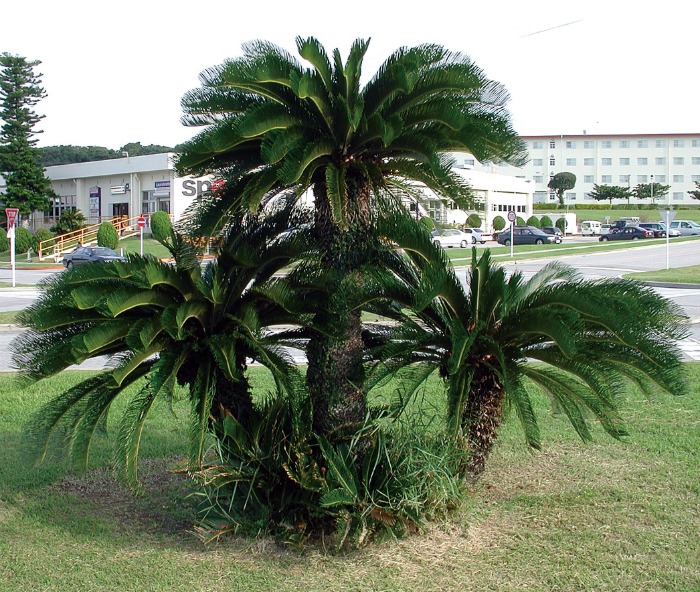 Mature sago palm tree Sago palms grow to 10 feet outdoors