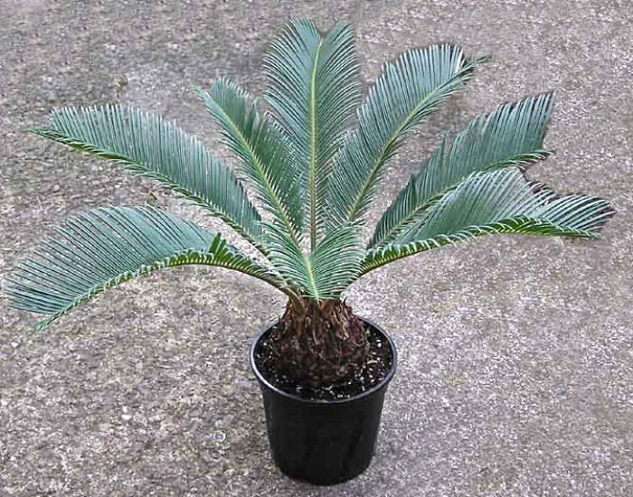mature sago palm repotted sago palm